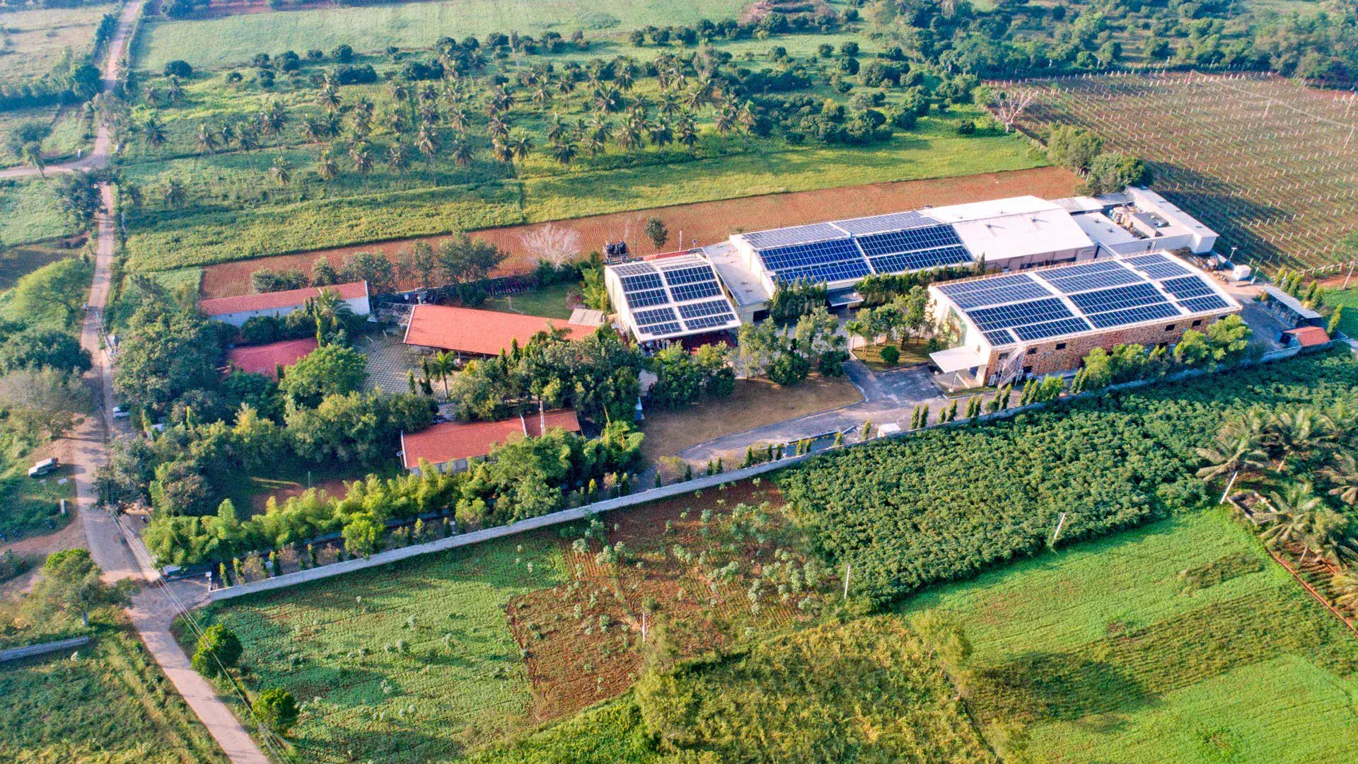 Vineyard near Bangalore