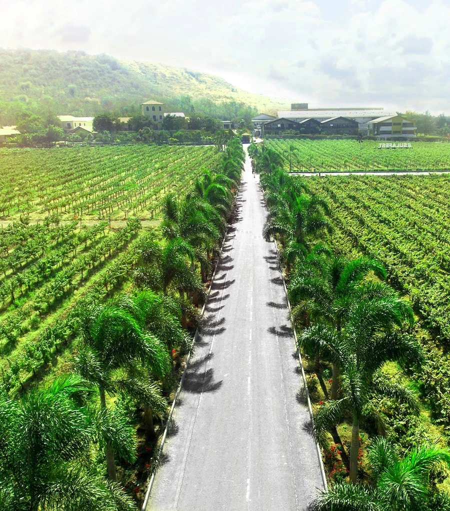 sustainable vineyards
