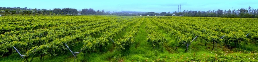 grape farms