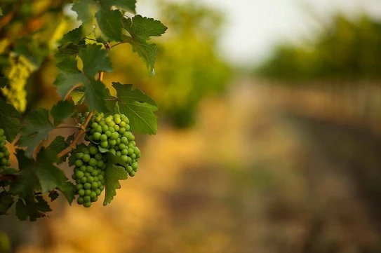 Sauvignon blanc and chenin blanc grapes